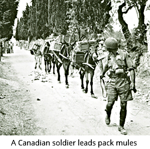A Canadian soldier leads pack mules